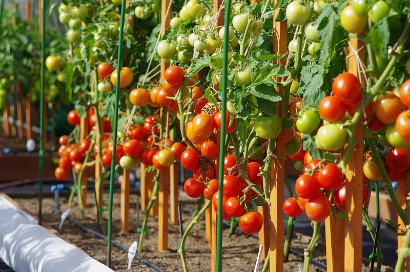 Партнер Томат СОФА F1 ^(0,05г) 2-ной пак, изображение 3