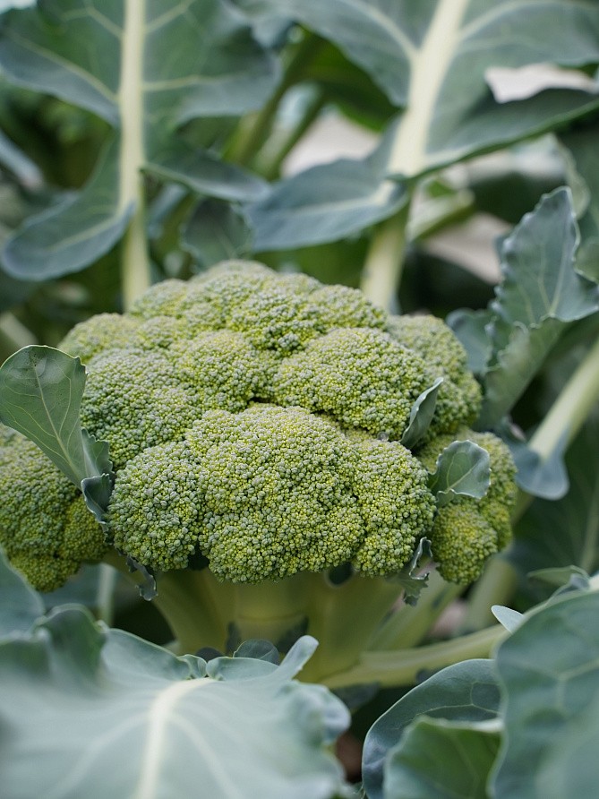 Партнер Капуста брокколи МАРАТОН F1 ^(10шт в амп), изображение 2