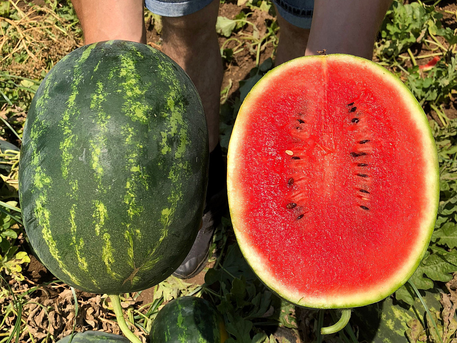 Партнер Арбуз АЙВАЗ F1 ^(5шт) 2-ной пак, изображение 2