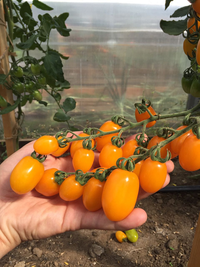 Партнер Томат ЧЕРРИ МАГНИФИКА F1 ^(10шт) 2-ной пак, изображение 5