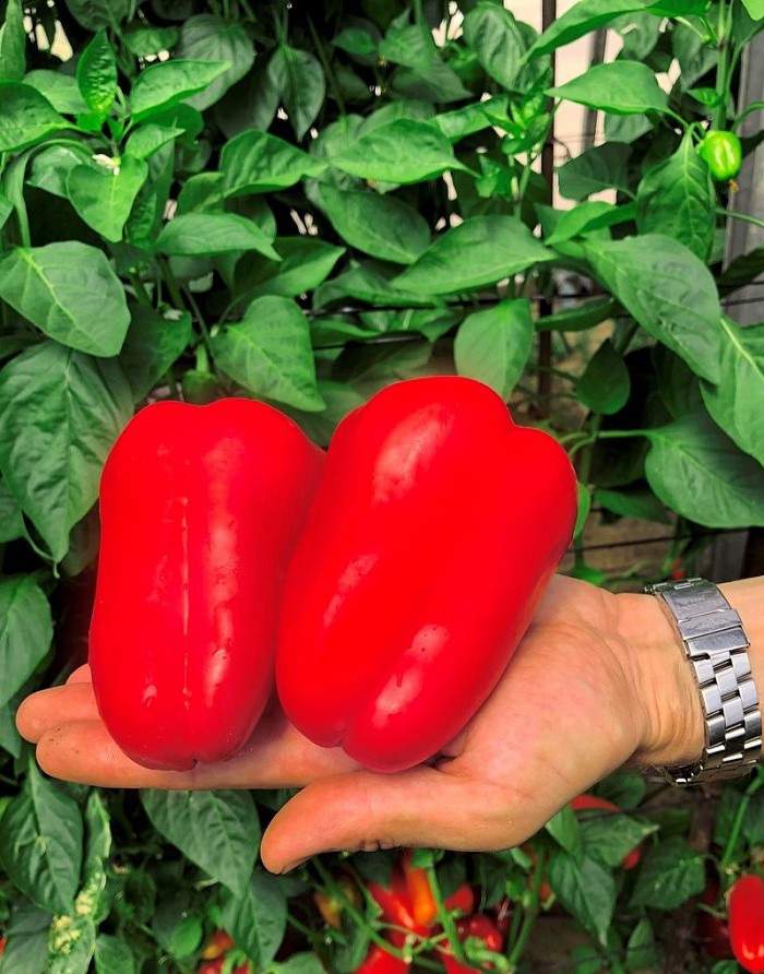 Партнер Перец РЕГОР F1 ^(5шт) 2-ной пак, изображение 1