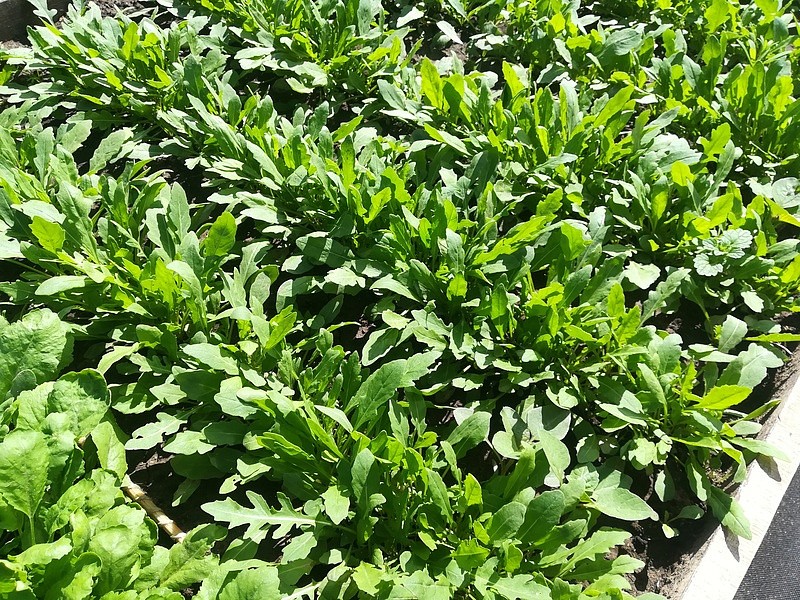 Партнер Рукола ТРИЦИЯ ^(0,5г), изображение 1