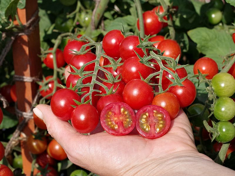 Партнер Томат КАРАМЕЛЛА F1 ^(5шт) 2-ной пак, изображение 6