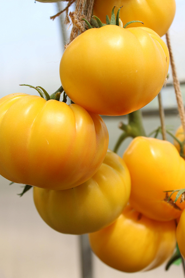 Партнер Томат КРЕМ ТОРТ ^(0,05г) 2-ной пак, изображение 2