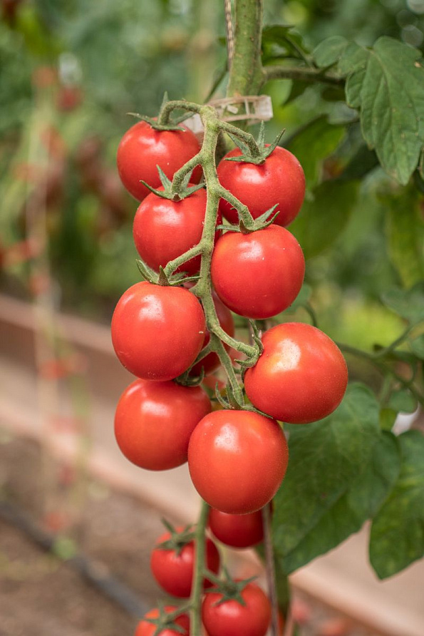 Партнер Томат ЧЕРРИ КОКТА F1 ^(5шт) 2-ной пак, изображение 4