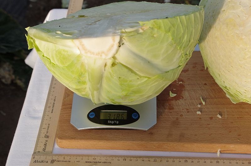 Партнер Капуста б/к ОРИОН F1 ^(0,2г в амп), изображение 5