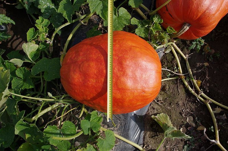 Партнер Тыква АТЛАНТ ^(10шт), изображение 1