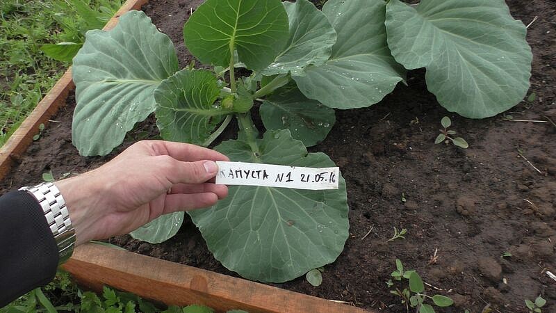 Партнер Капуста б/к ПРЕСТИЖ F1 ^(0,2г в амп), изображение 1