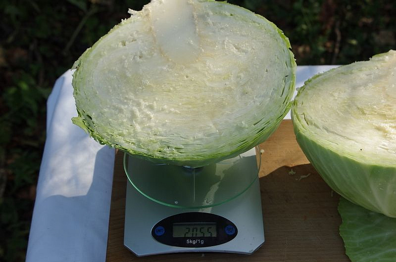 Партнер Капуста б/к КОЛОБОК F1 ^(0,2г в амп), изображение 2