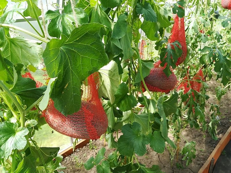 Партнер Дыня БАГИРА F1 ^(5шт) 2-ной пак, изображение 3