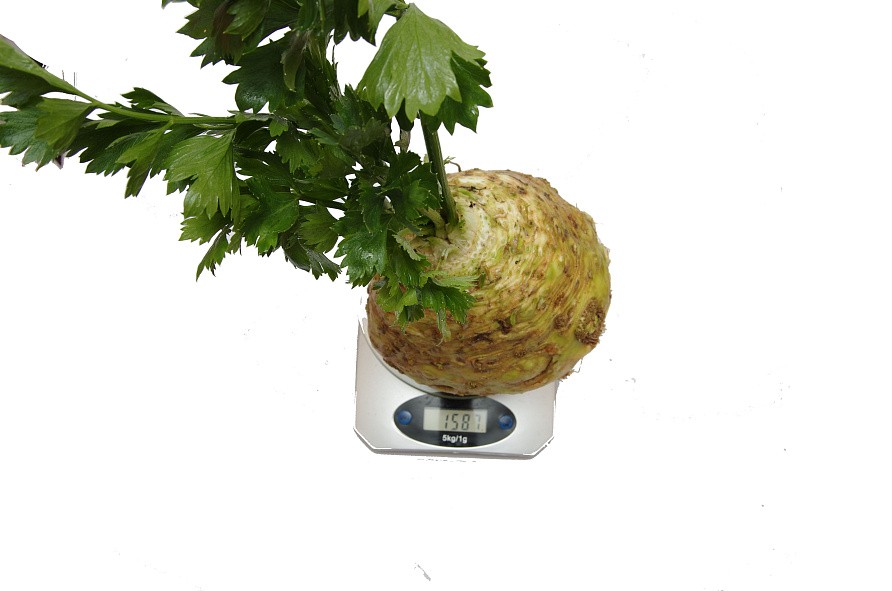 Партнер Сельдерей корневой АЛБИН ^(0,3г), изображение 5