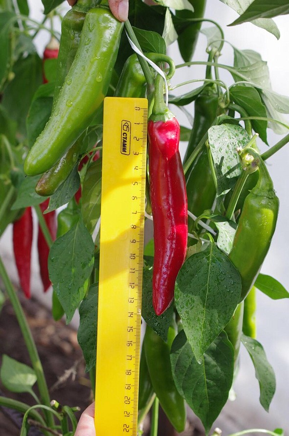 Партнер Перец острый ЭДВИН F1 ^(5шт), изображение 4