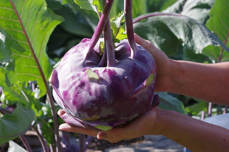 Партнер Капуста кольраби ВИОЛЕТА ^(0,5г), изображение 4