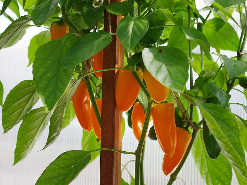 Партнер Перец КЕША F1 ^(5шт) 2-ной пак, изображение 3