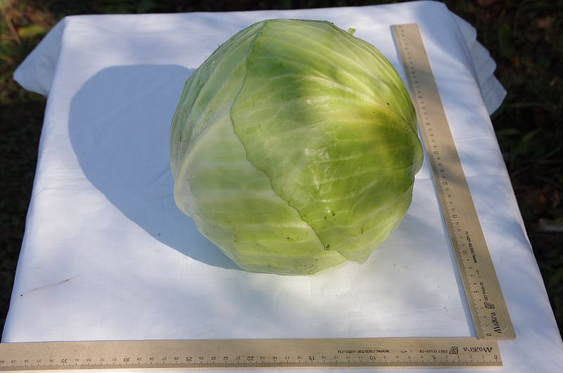 Партнер Капуста б/к КОЛОБОК F1 ^(0,2г в амп), изображение 1