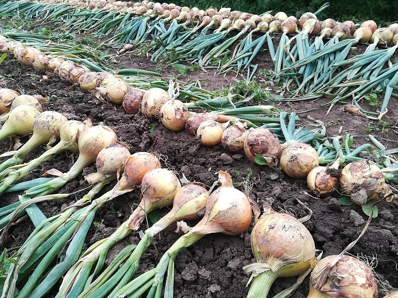 Партнер Лук репчатый КАНТРИ F1 ^(0,5г), изображение 2