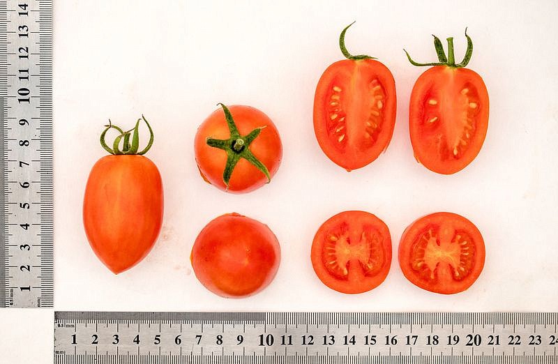 Партнер Томат ПЛАМЯ F1 ^(10шт) 2-ной пак, изображение 3