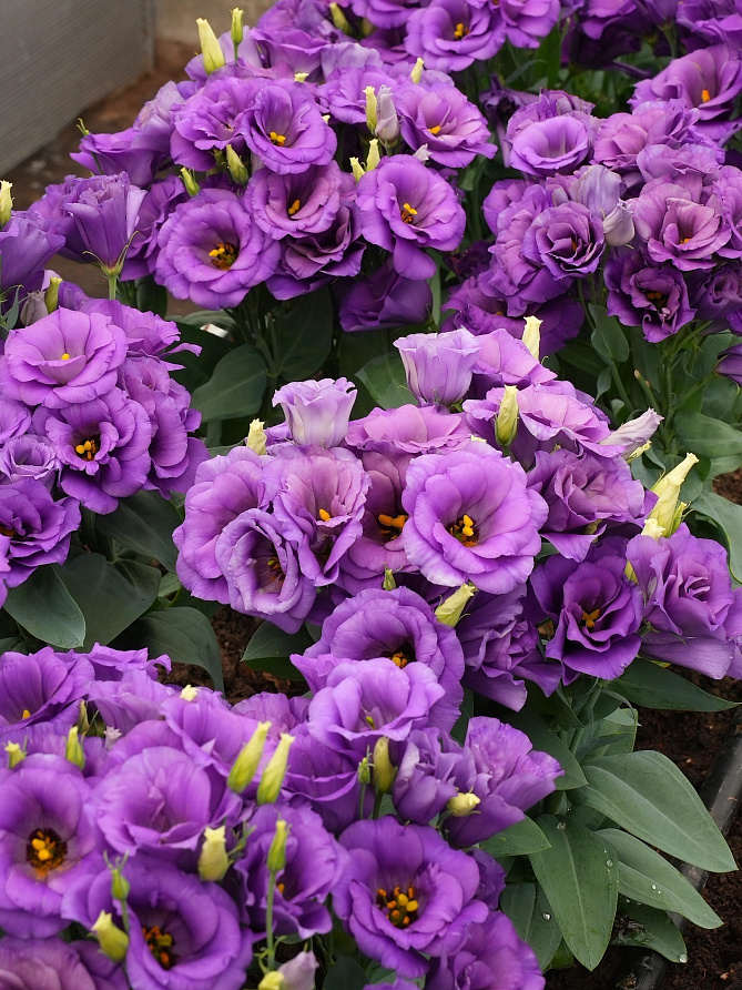 Партнер Эустома F1 карликовая махровая ЛЕДИ ЭШЛИ ^(5шт в амп), изображение 5