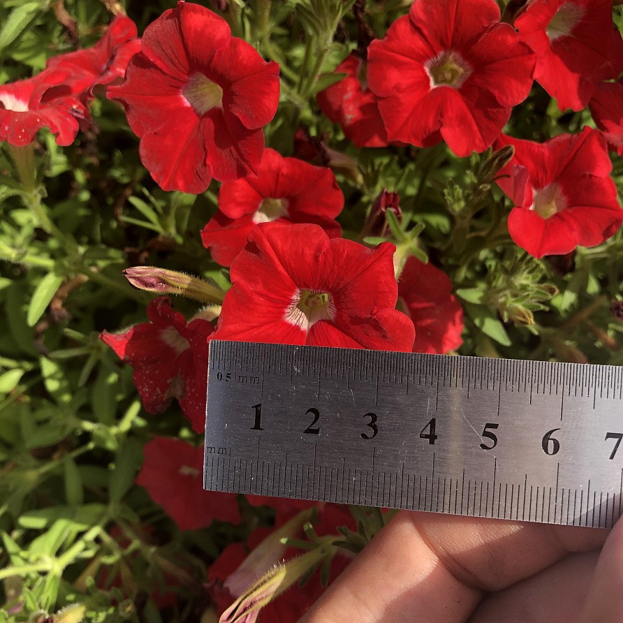 Партнер Петуния серия "Лагуна" БЕАТРИС F1 / многоцветковая каскадно-ампельная^(5шт в амп), изображение 5