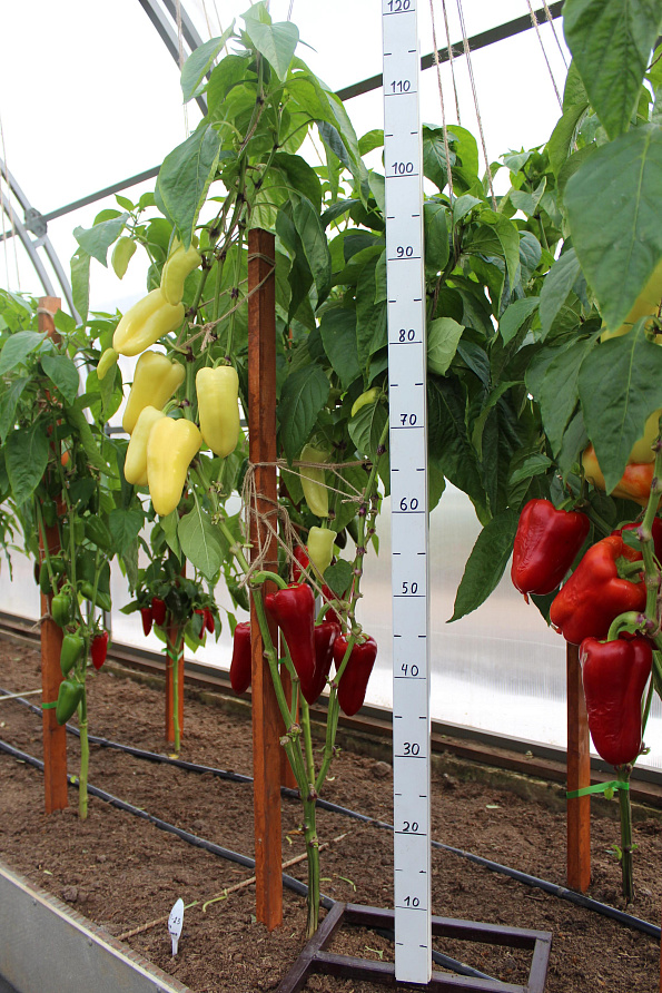 Партнер Перец ЗЛАТА ПРАГА F1 ^(10шт) 2-ной пак, изображение 1