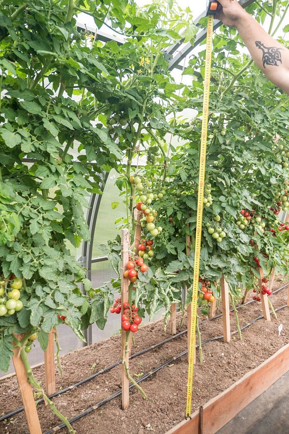 Партнер Томат ЧЕРРИ ПЛАЗА F1 ^(5шт) 2-ной пак, изображение 6