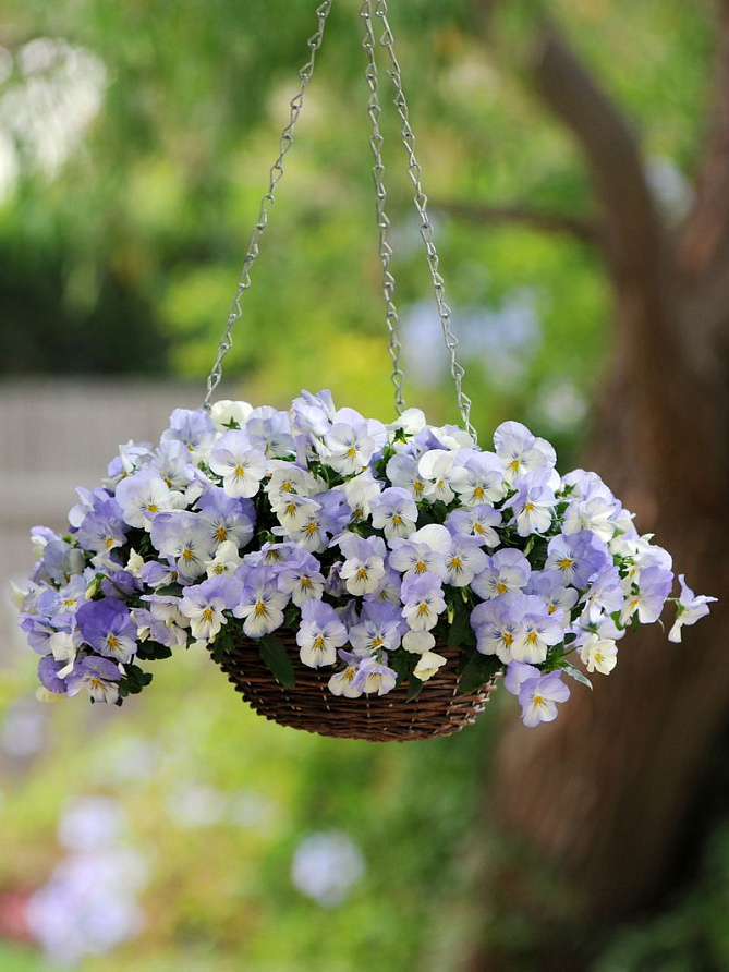 Партнер Виола F1 ампельная КУЛ ВЭЙВ ФРОСТ ^(5шт в амп), изображение 3