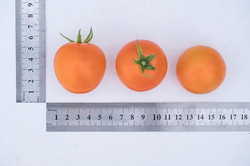 Партнер Томат ЧЕРРИ ОРАНЖЕВЫЙ ЗЕМЛЕДЕЛЕЦ F1 ^(0,05г) 2-ной пак, изображение 3