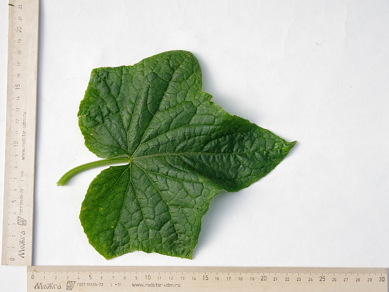 Партнер Огурец ЧЕЧЕЛЬ F1 ^(0,5г), изображение 4