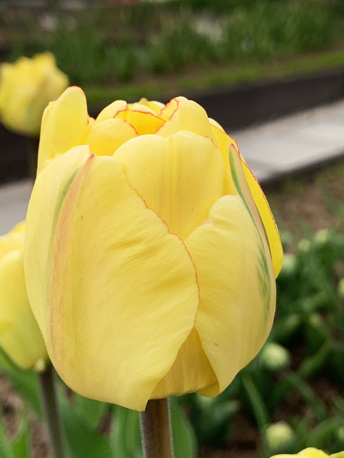 Партнер Тюльпан махровый поздний Акебоно ^(5шт/уп), изображение 4