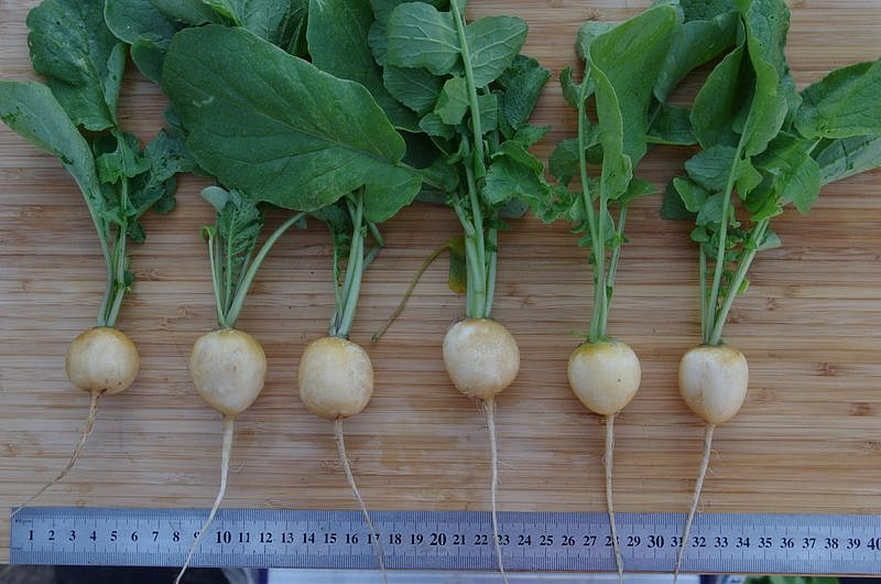 Партнер Редис ЗЛАТА ^(2г), изображение 4