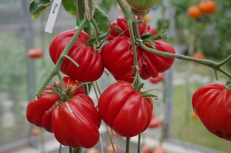 Партнер Томат НИНА ^(10шт) 2-ной пак, изображение 5