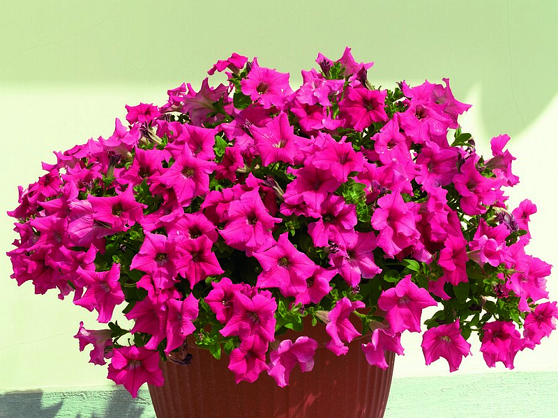 Партнер Петуния серия "Супремо" ЭМИЛИЯ F1 / крупноцветковая полуампельная^(5шт в амп), изображение 3