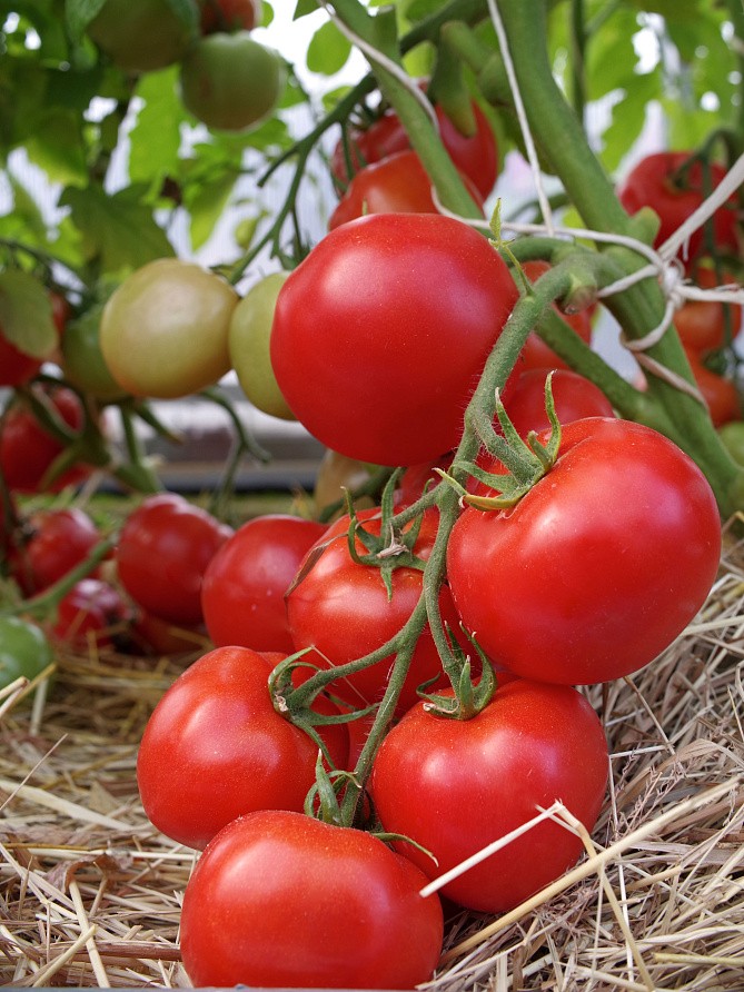 Партнер Томат ЛЮБАША F1 ^(0,1г) 2-ной пак, изображение 2