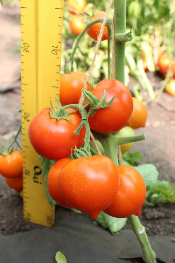 Партнер Томат АГАША F1 ^(0,05г) 2-ной пак, изображение 3