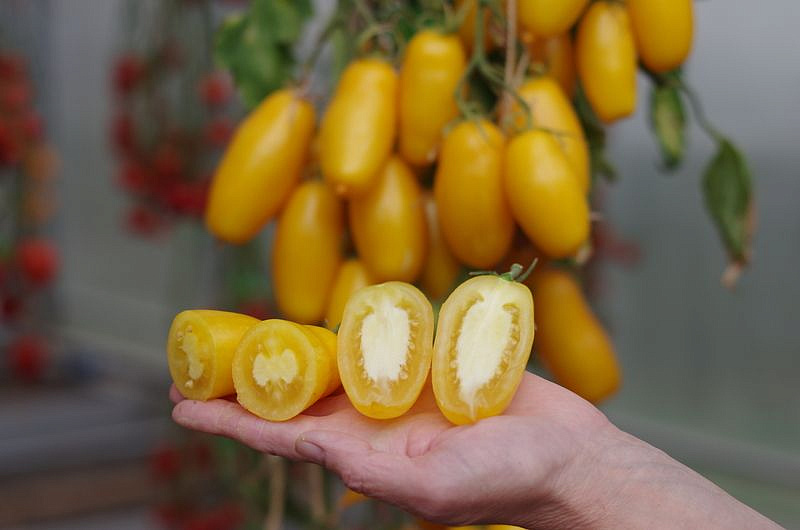 Партнер Томат БАНАНОВЫЕ НОГИ ^(10шт), изображение 3