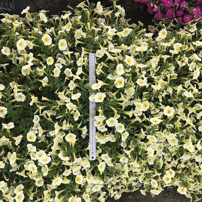 Партнер Петуния серия "Лагуна" ОРАБЕЛЬ F1 /многоцветковая (мини) каскадная желтая ^(5шт в амп), изображение 4