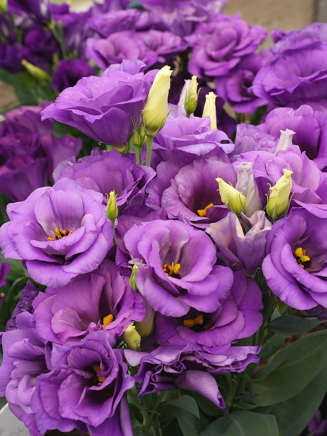 Партнер Эустома F1 карликовая махровая ЛЕДИ ЭШЛИ ^(5шт в амп), изображение 4