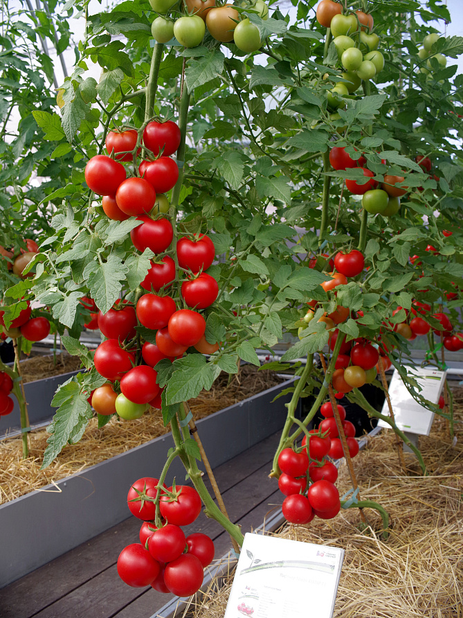 Партнер Томат АХМАР F1 ^(5шт) 2-ной пак, изображение 3