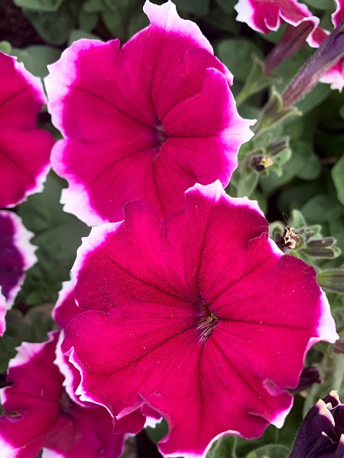 Партнер Петуния серия "Белладонна" БУРГУНДИ ПИКОТИ F1 / многоцветковая каскадная^(5шт в амп), изображение 3