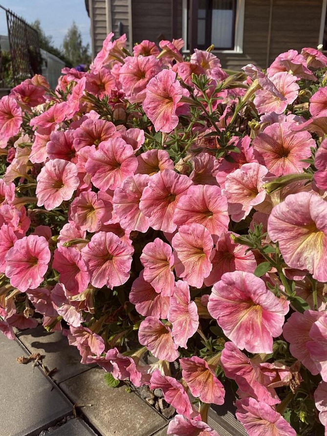 Партнер Петуния серия "Лулу" КОКТЕЙЛЬ F1 / крупноцветковая каскадная^(5шт в амп), изображение 5