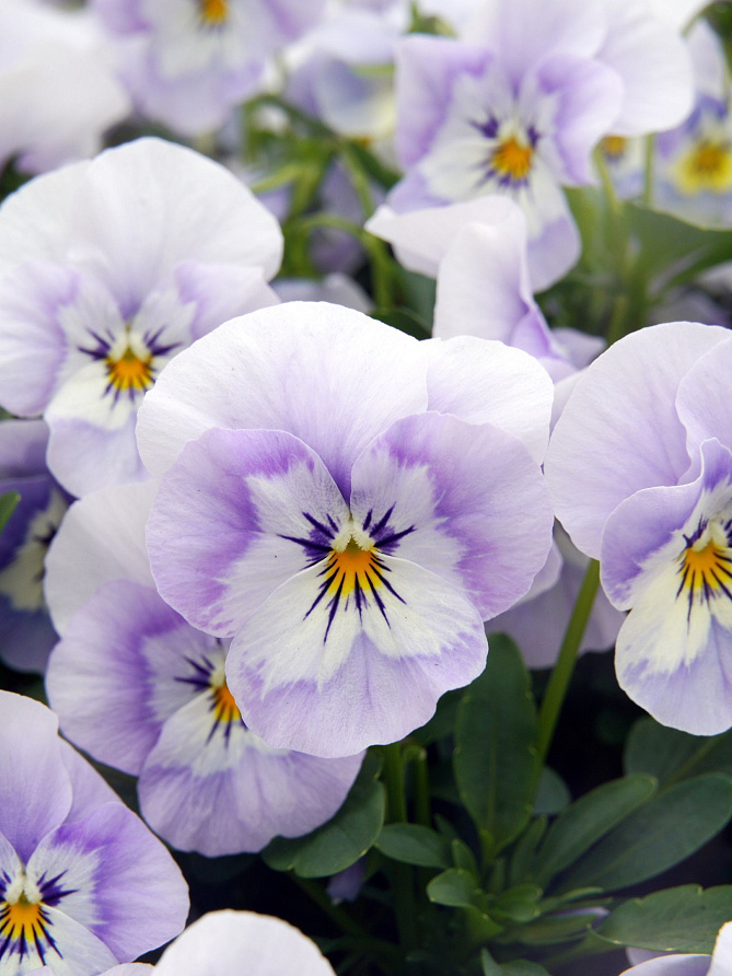 Партнер Виола F1 серия "Соблазн" ВЛЮБЛЕННЫЙ ЭЛЬФ ^(5шт в амп), изображение 1