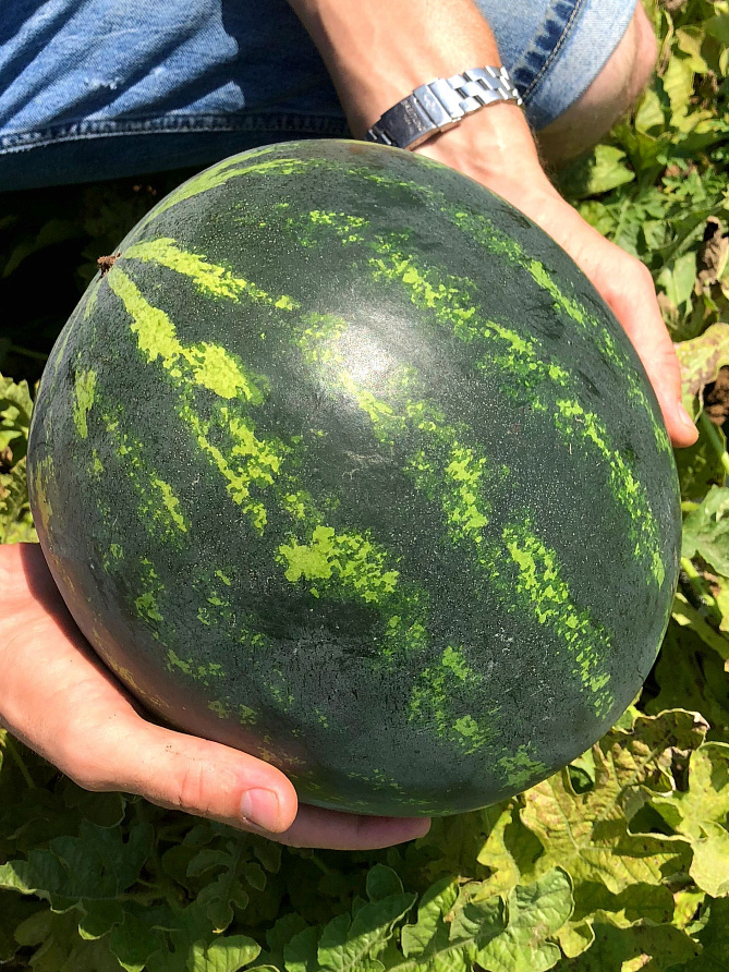 Партнер Арбуз АЗИЛЬ F1 ^(5шт) 2-ной пак, изображение 1