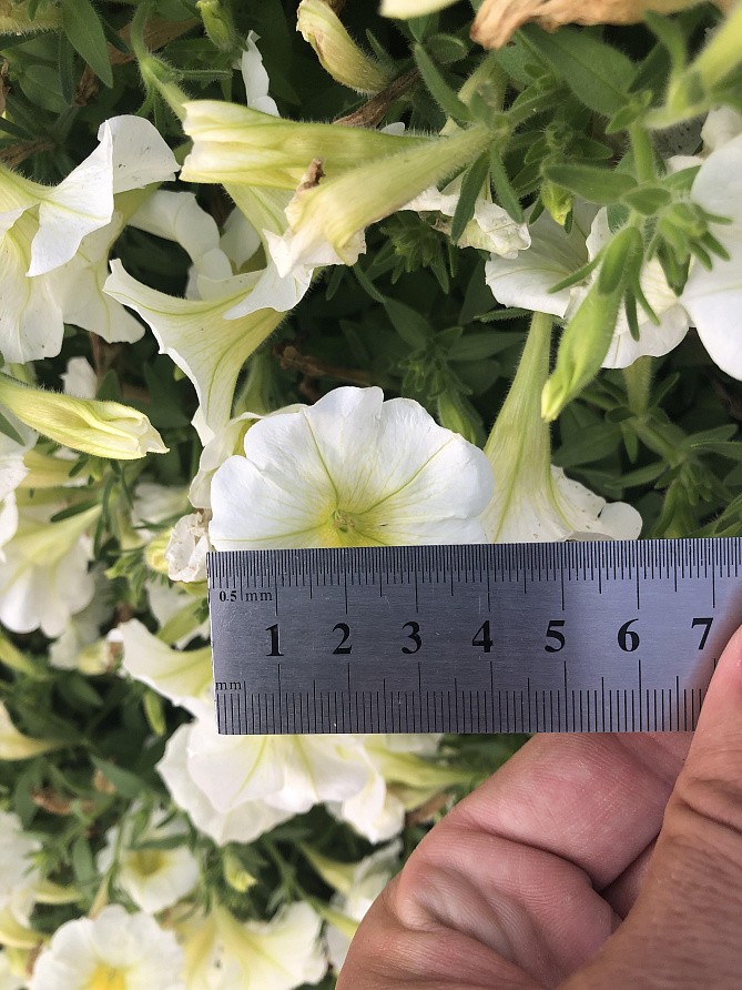 Партнер Петуния серия "Лагуна" АНЖЕЛАЙН F1 /многоцветковая (мини) каскадная лайм ^(5шт в амп), изображение 4