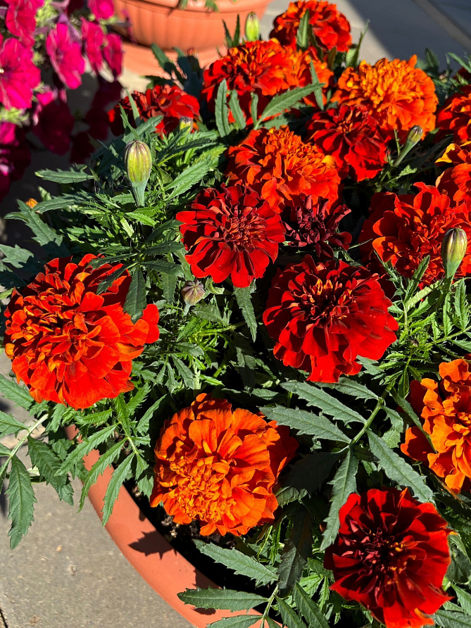 Партнер Бархатцы отклоненные ФАЙРБОЛЛ ^(10шт), изображение 1