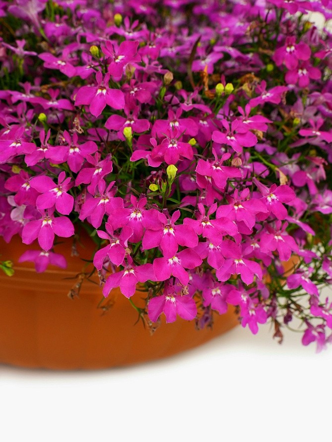 Партнер Лобелия каскадная РИВЬЕРА РОУЗ ^(10шт в амп), изображение 2