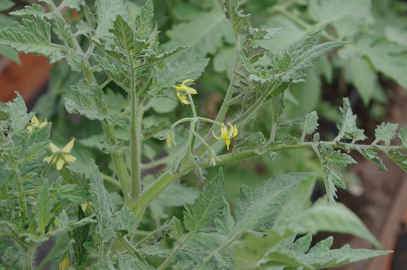 Партнер Томат ДОКТОР КЭРОЛИН ^(10шт) 2-ной пак, изображение 10