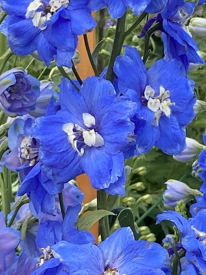 Партнер Дельфиниум F1 новозеландский РОЙЯЛ АСПИРЕЙШЕН ^(3шт), изображение 2