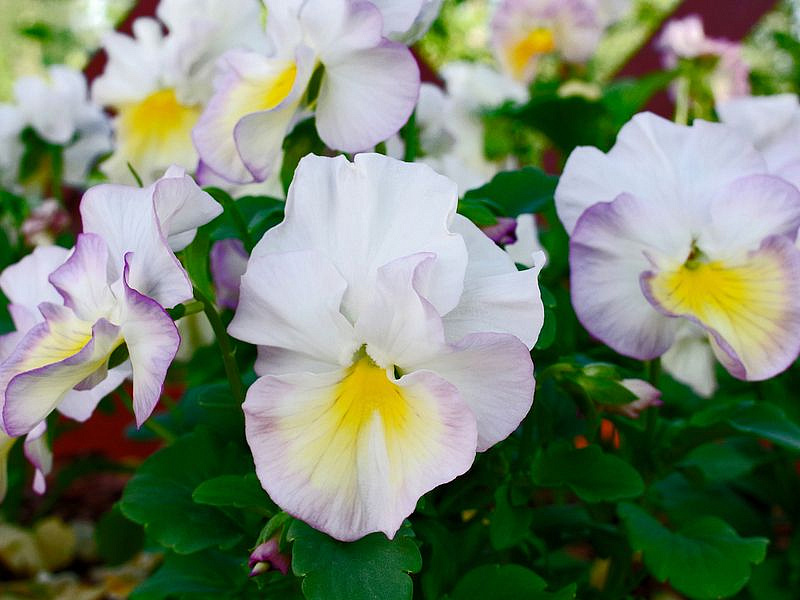 Партнер Виола F1 бахромчатая серия "Танго-манго" БОЛЕРО ^(5шт в амп), изображение 6