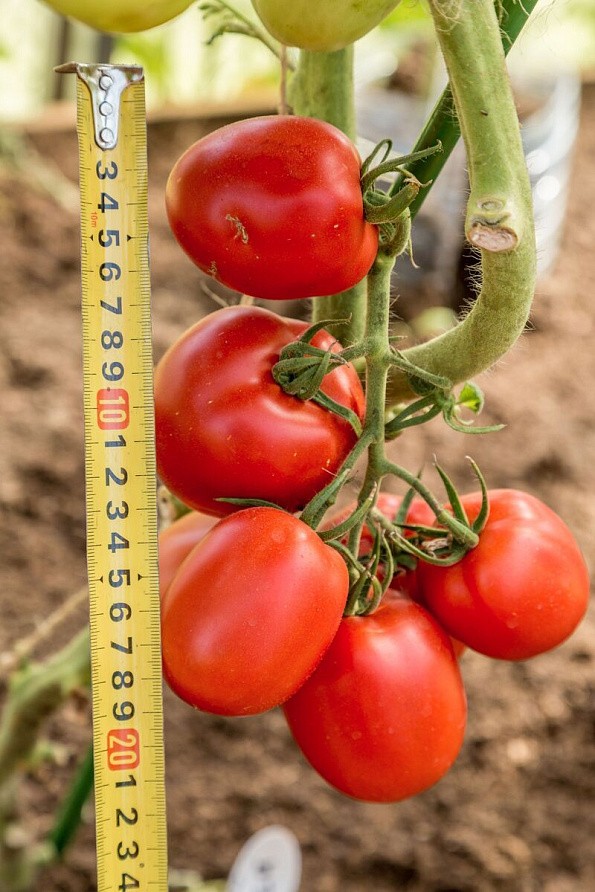 Партнер Томат ВЕЛИКОСВЕТСКИЙ F1 ^(10шт) 2-ной пак, изображение 4