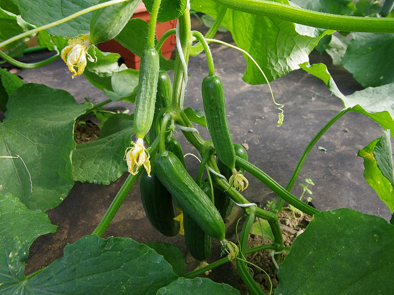 Партнер Огурец МАРИНИН F1 ^(5шт), изображение 1